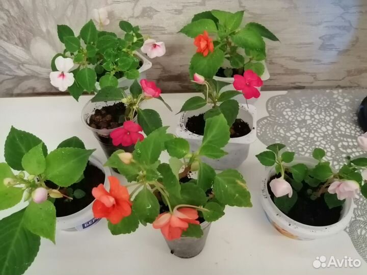 Комнатные цветы