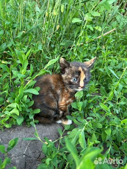 Котята 1.5 месяца