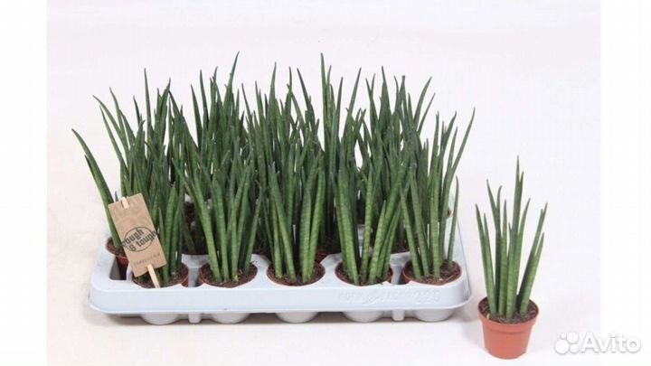Сансевиерия Bacularis 'Mikado'