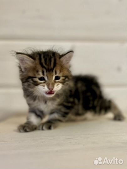 Курильский бобтейл