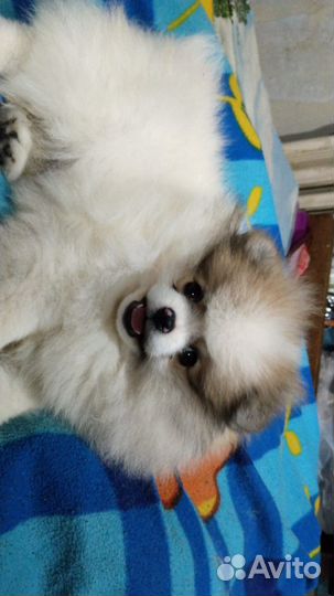 Щенки шпица