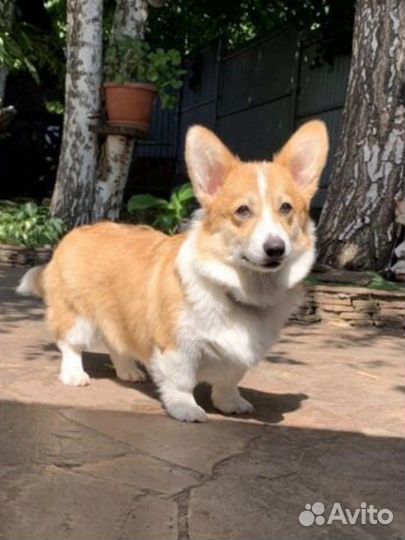 Вельш-корги щенки