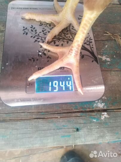 Петухи, курицы голошейка