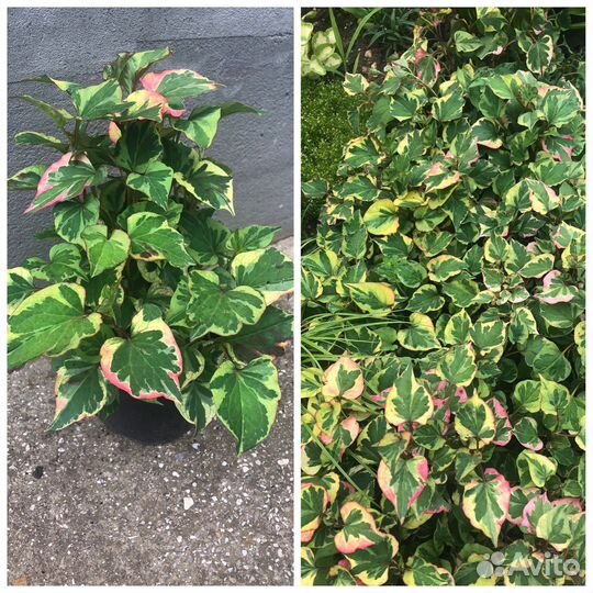 Почвопокровные-Хауттюния,мелколепестник,очитки