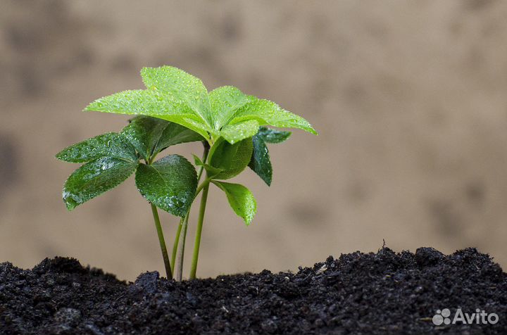 Грунт для озеленения