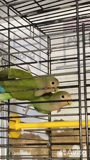 Попугай неразлучники