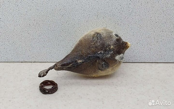 Рыба Попугай 10,7 морской сувенир подарок