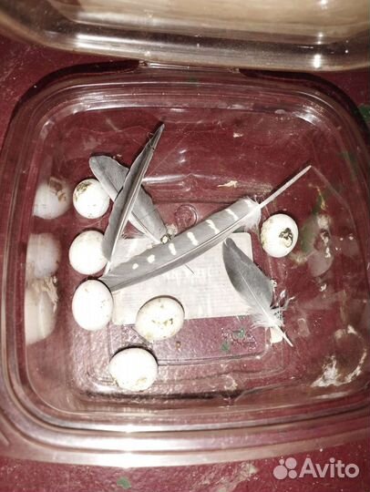 Попугай Карелла