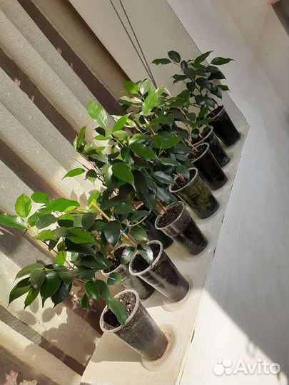 Фикус Бенджамина