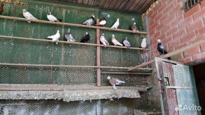 Голуби высоколетные,бойные