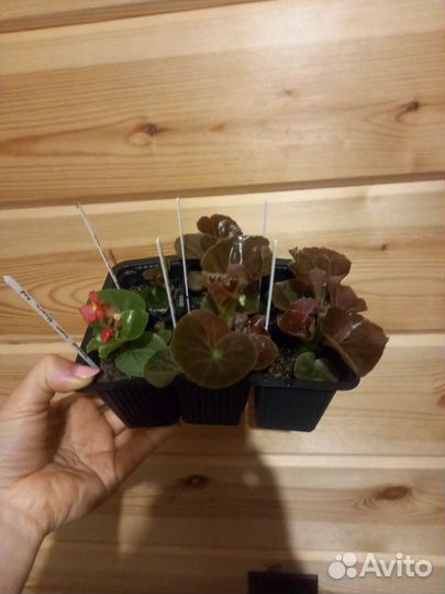 Бегония вечноцветущая, махровая