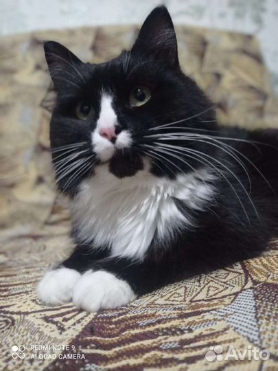Кот Совыч