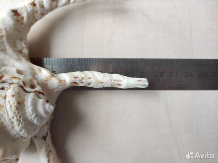 Ракушка большая 21 см