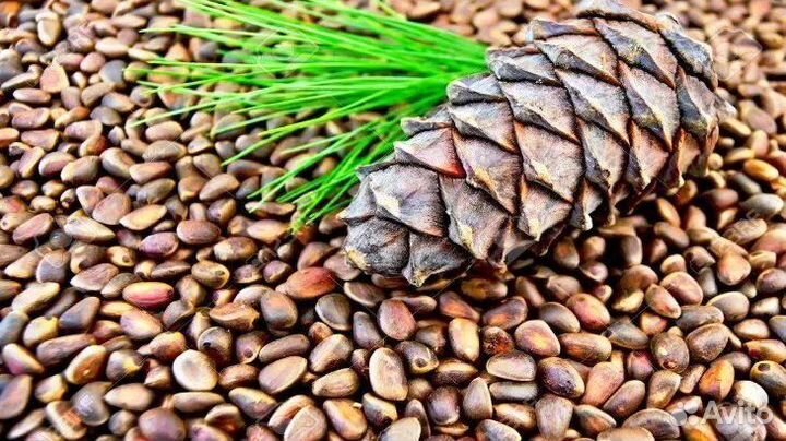 Кедровый орех оптом