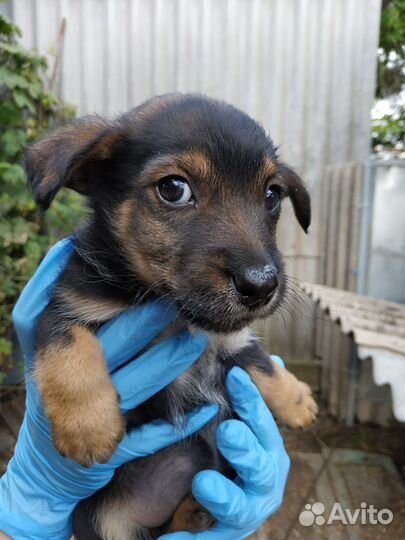 Отдам щенков в добрые руки