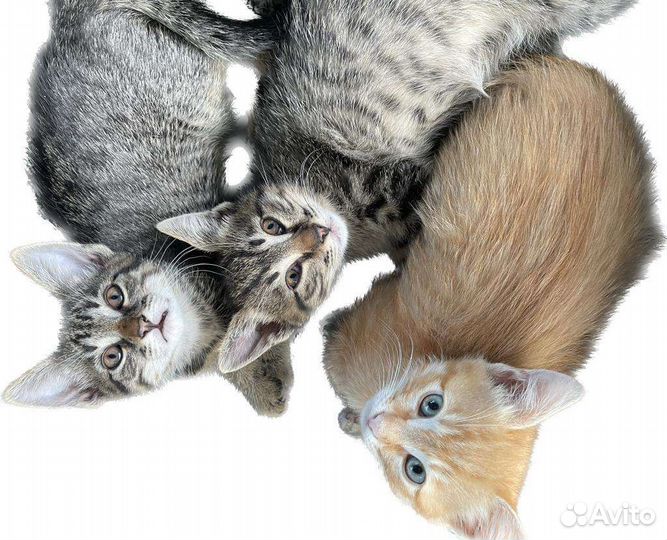 Кошки в добрые руки