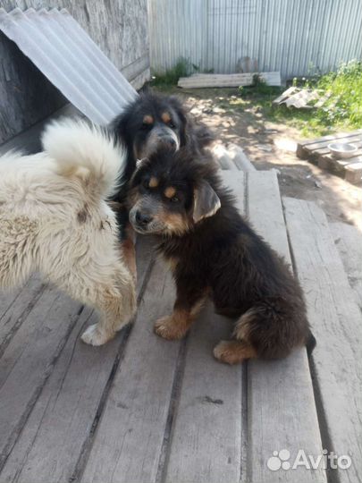 Щенки Тибетского мастифа