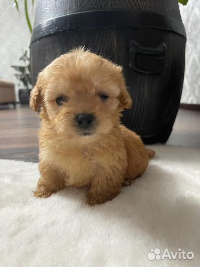 Мальтипу крохи