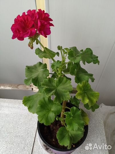Пеларгония герань сортовая подрощенные растения
