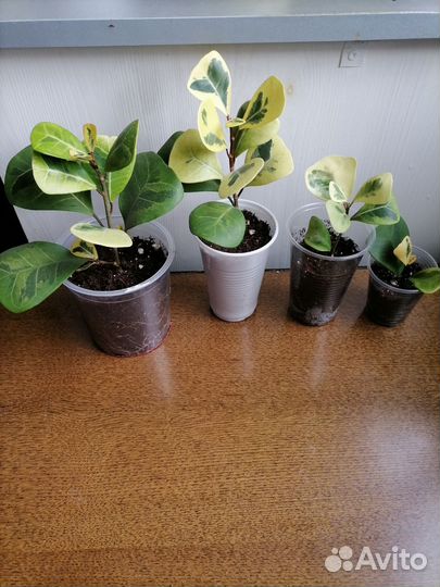 Сортовые фикусы