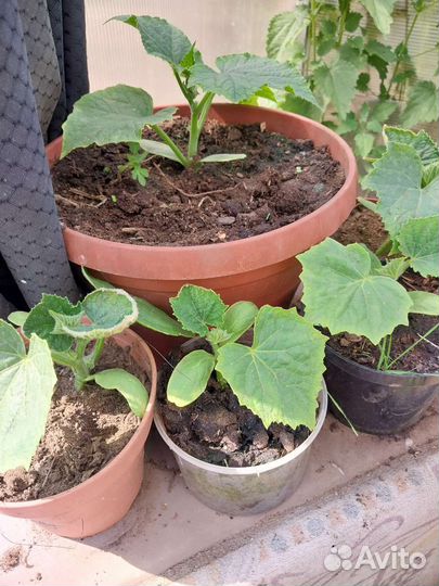 Растения для сада