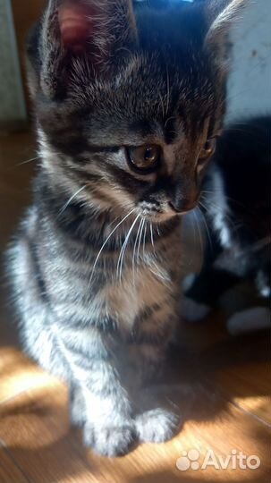 Котята