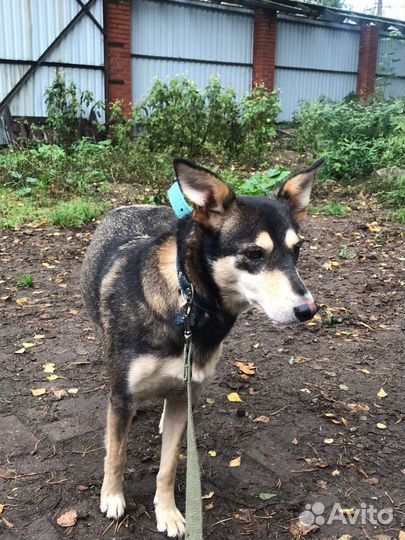 Небольшая спокойная собачка