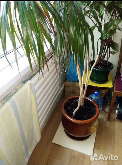 Комнатные цветы драцена