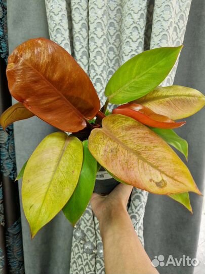 Филодендрон Принц оранж