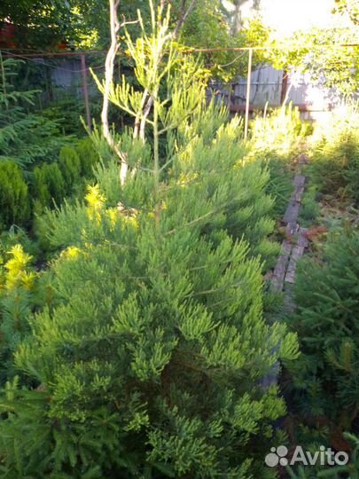 Ель колючая, ель сибирская, ель европейская