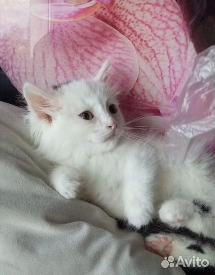 Котенок в добрые руки