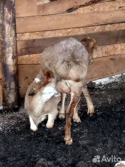 Овцы бараны ягнята