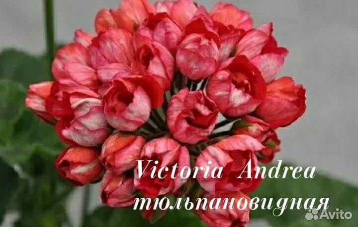 Пеларгония тюльпановидная Виктория Андреа