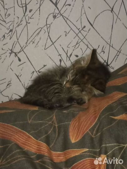 Котята в добрые руки 3 месяца