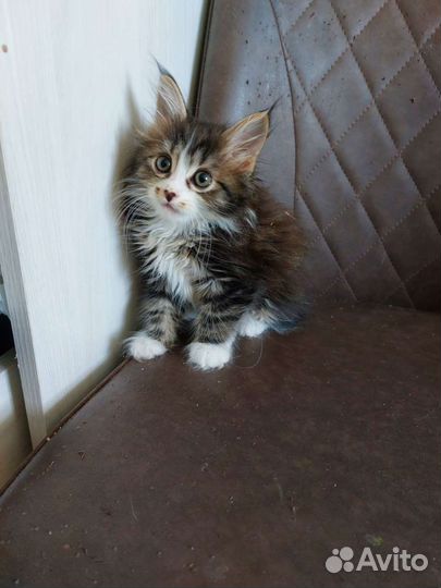 Котик очаровашка