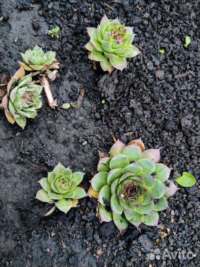 Молодило каменная роза