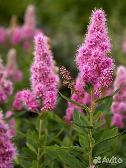 Декоративные кустарники для вашего сада