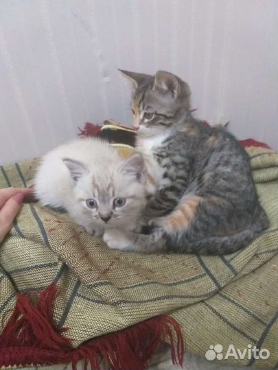 Котята в добрые руки бесплатно