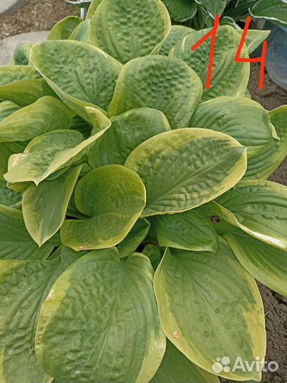 Хоста растение