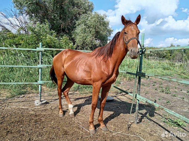 Высококровные лошади