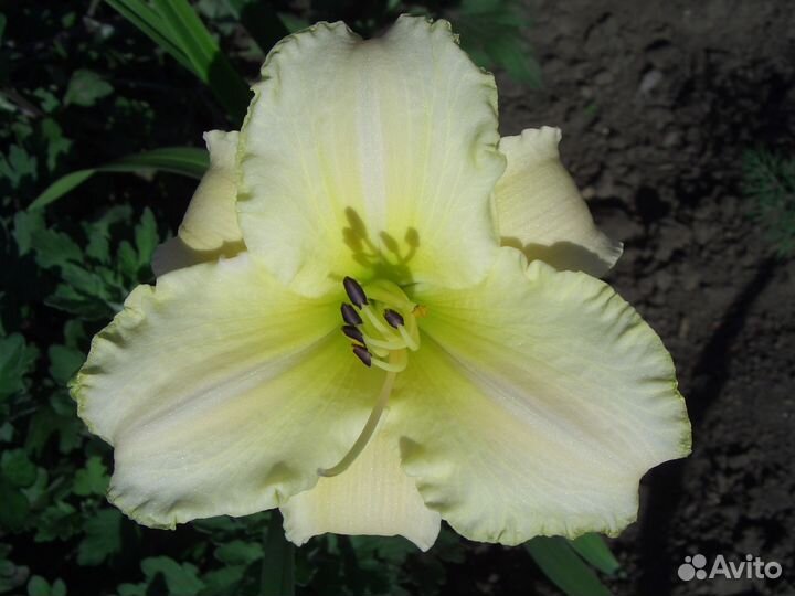 Предлагаю корневище Hemerocallis 