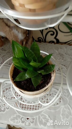 Сансевиерия Ханни