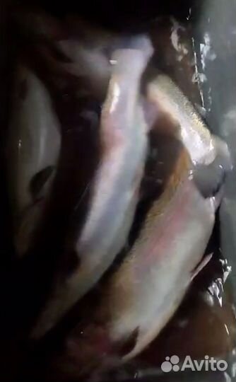 Живая рыба форель