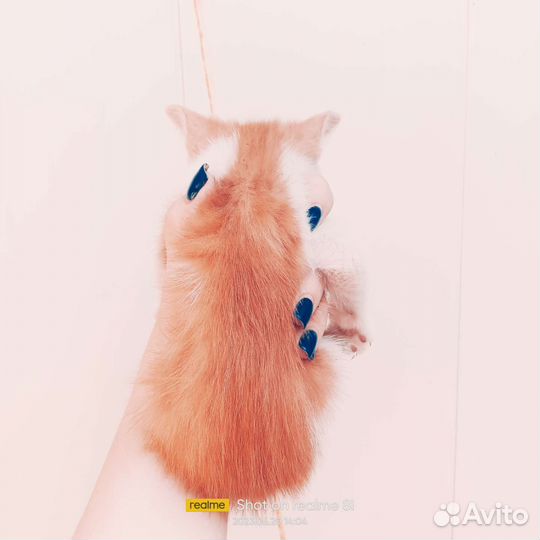 Маленькие пушистики ищут семью. очень пушистые