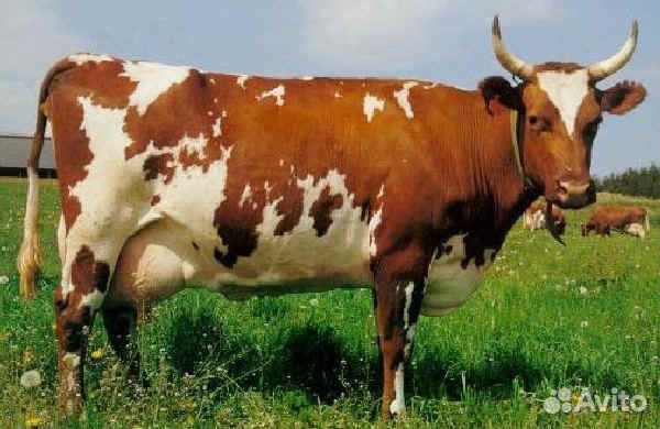 Искусственное осеменение крс