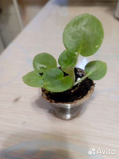 Детки сортовых фиалок