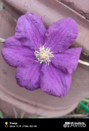 Саженцы клематиса Эрнест Маркхем