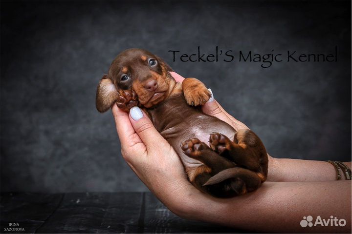 Толстолапая шоколадная сарделина, питомник