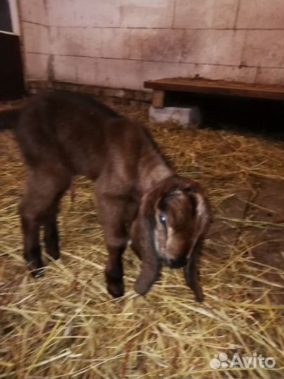 Козлики Нубо-камори