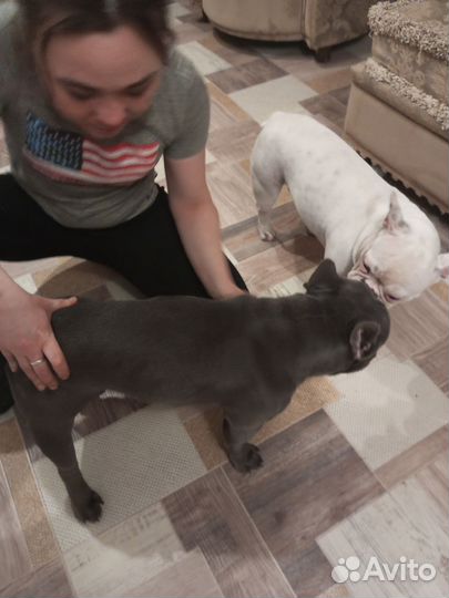 Французский бульдог вязка